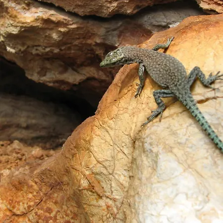 In Hvar With Terrace, Air Conditioning, Wifi, Washing Machine 5028-1 Appartement Stari Grad (Hvar)